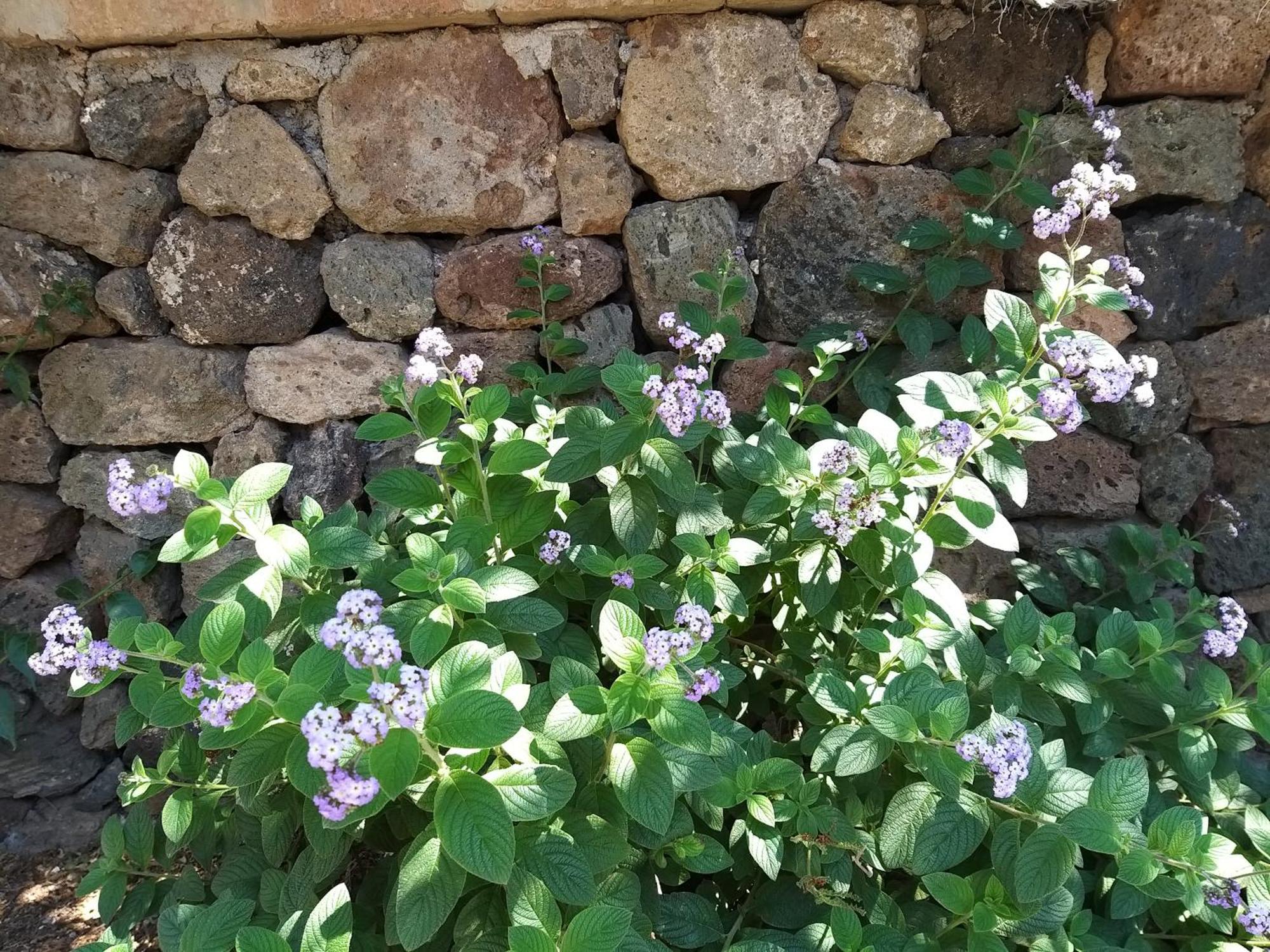 Le Casette Di Marilena Agave Iucca Pantelleria Szoba fotó